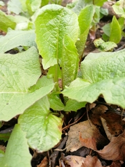 Cicerbita macrophylla uralensis