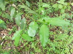 Chiococca pachyphylla