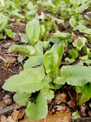 Cicerbita macrophylla uralensis