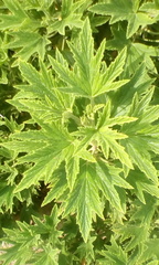 Pelargonium citronellum