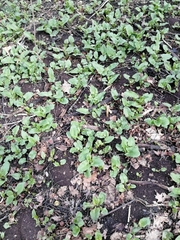 Cicerbita macrophylla uralensis