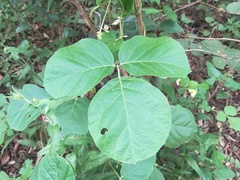 Canavalia septentrionalis