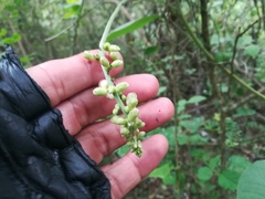 Canavalia septentrionalis