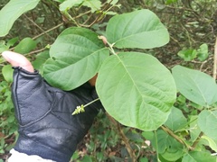 Canavalia septentrionalis