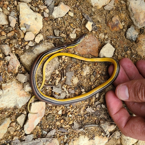 Monte Cristi Graceful Brown Snake