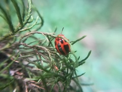 Plagiodera semivittata
