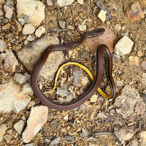 Monte Cristi Graceful Brown Snake