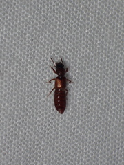 Bledius