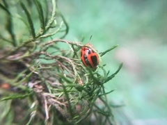 Plagiodera semivittata