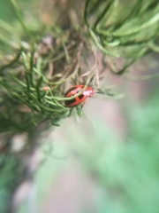 Plagiodera semivittata