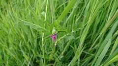 Vicia sativa