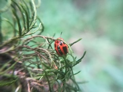 Plagiodera semivittata