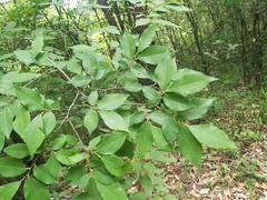 Ulmus serotina
