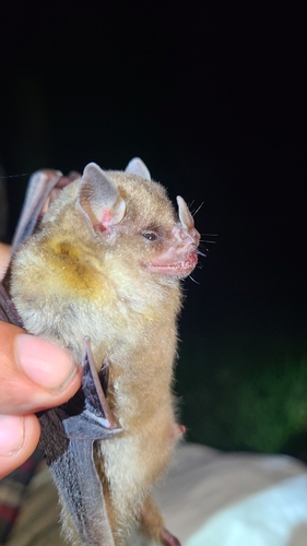 Honduran Yellow-shouldered Bat (Sturnira hondurensis)