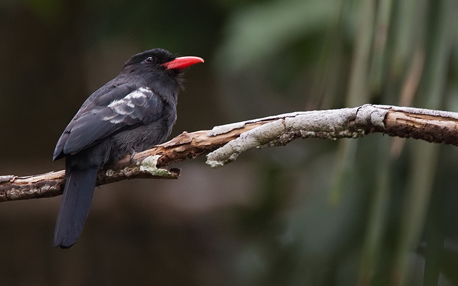 Black Nunbird
