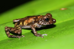 New River Robber Frog photo 2