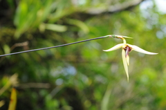 Bulbophyllum longiscapum