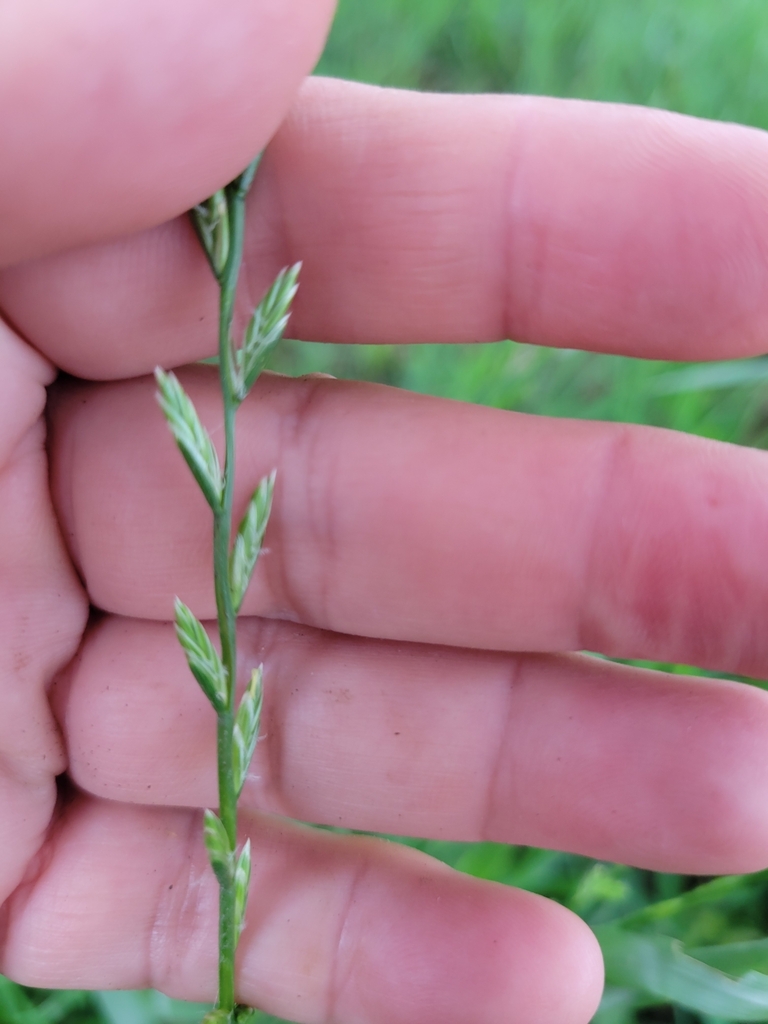 Perennial Ryegrass in May 2024 by Talat S. · iNaturalist