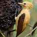 Cream-colored Woodpecker - Photo (c) Paul Cools, some rights reserved (CC BY-NC), uploaded by Paul Cools