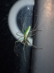 Tetragnatha viridis