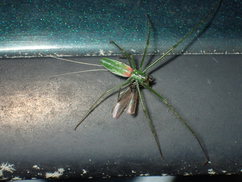 Green Long-jawed Orbweaver photo 3