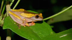 Dendropsophus leucophyllatus