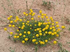 Aaronsohnia factorovskyi