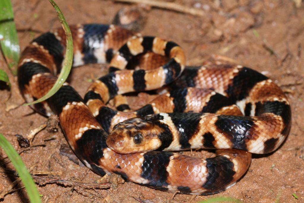 Herrmann's Water Snake