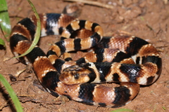 Herrmann's Water Snake photo 1
