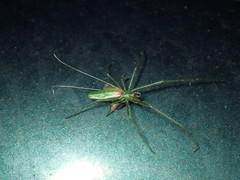 Tetragnatha viridis