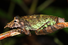 Gran Rio Snouted Treefrog photo 3