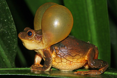 Surinam Casque-Headed Treefrog photo 1