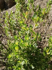 Baccharis papillosa