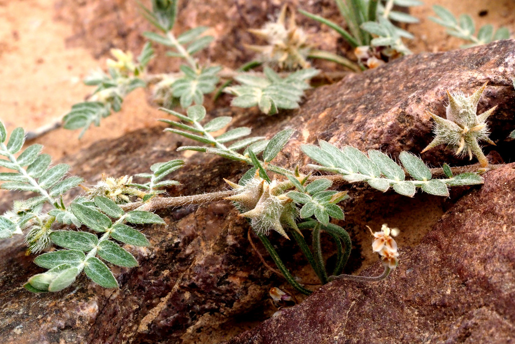 Tribulus bimucronatus
