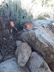 Calochortus kennedyi kennedyi