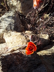 Calochortus kennedyi kennedyi