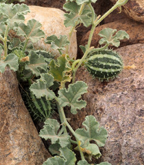 Cucumis prophetarum