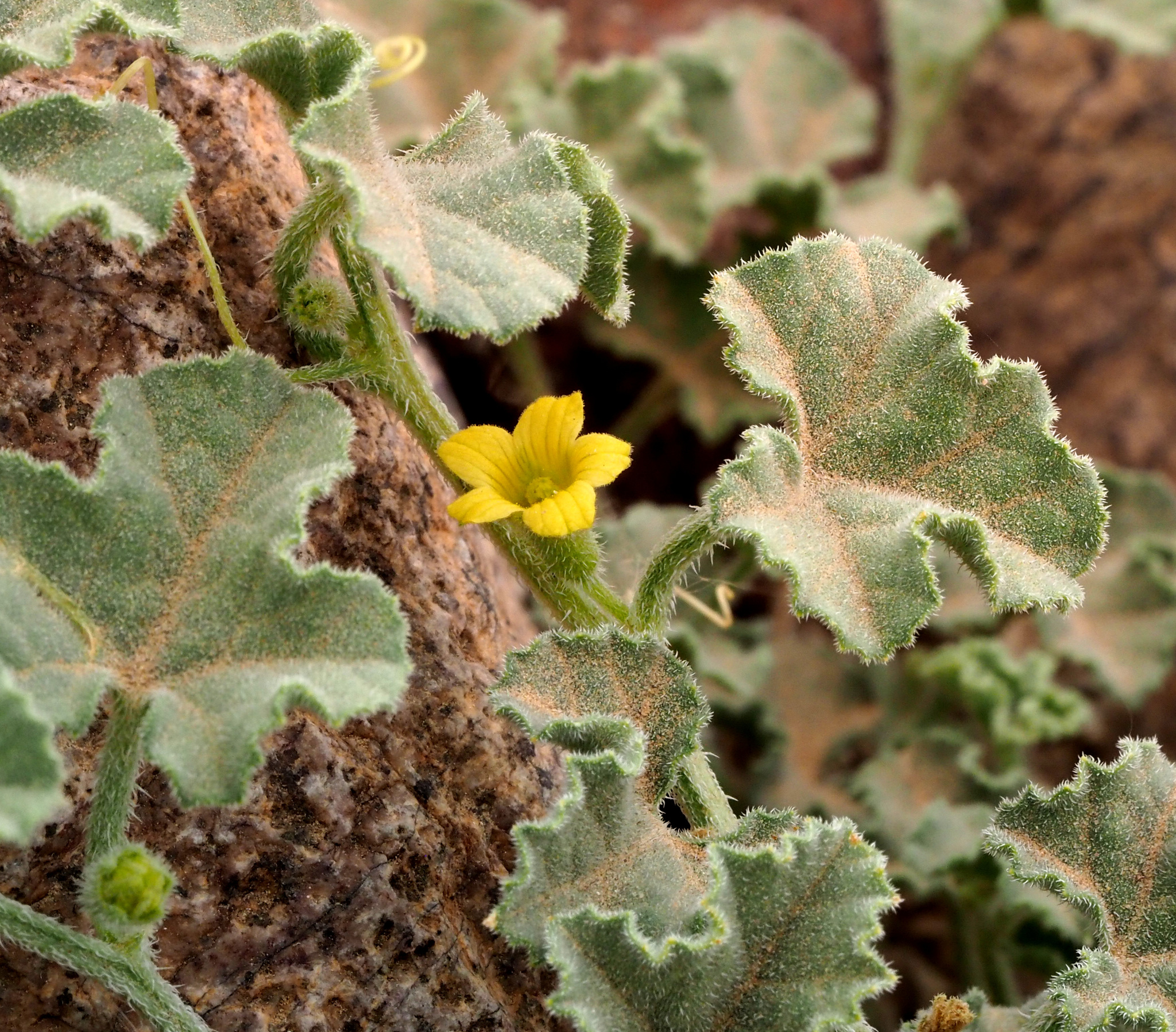 Cucumis prophetarum