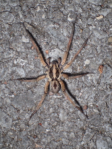 Field Wolf Spider photo 4