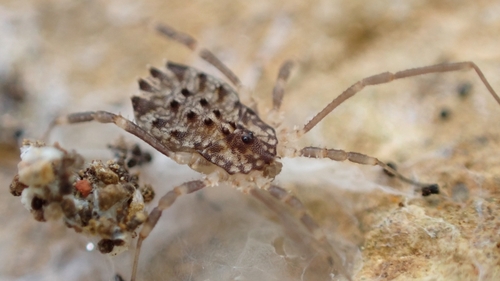 Representative image of Homalenotus