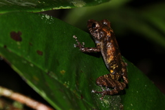 New River Robber Frog photo 4