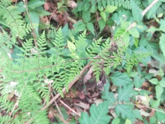 Myriopteris microphylla