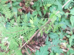 Myriopteris microphylla