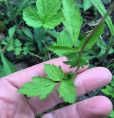 Geum vernum