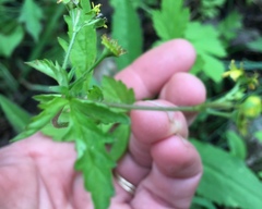 Geum vernum