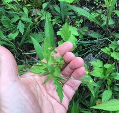 Geum vernum