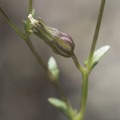 Campanula angustiflora