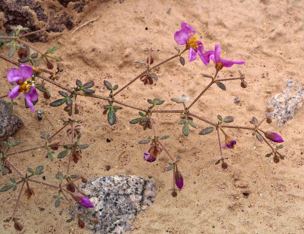 Fagonia glutinosa