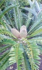 Encephalartos altensteinii