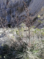 Puya cochabambensis